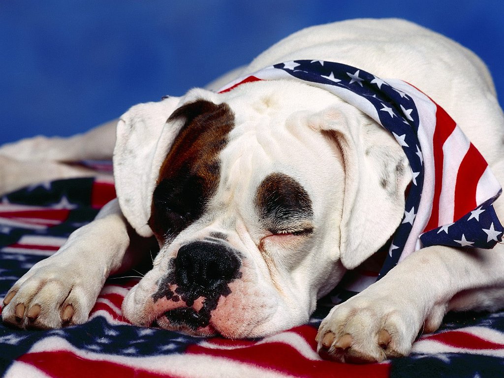 American Bandit, Boxer Mix